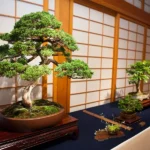 Bonsai