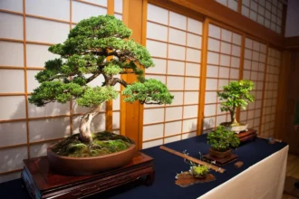 Bonsai